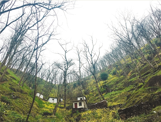 拿什么拯救你，我的山核桃&mdash;&mdash;臨安山核桃產(chǎn)業(yè)調(diào)查（下）