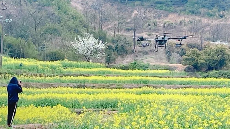 浙農(nóng)金泰、浙農(nóng)飛防合作項(xiàng)目榮獲寧波市農(nóng)業(yè)實(shí)用技術(shù)推廣獎(jiǎng)一等獎(jiǎng)