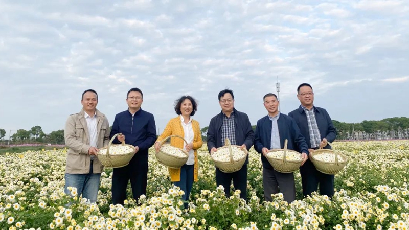 省供銷社副主任沈省文、一級(jí)巡視員張悅到浙農(nóng)杭白菊GAP基地調(diào)研