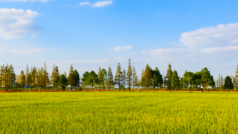 浙農(nóng)嘉善萬畝水稻種植示范區(qū)獲省農(nóng)業(yè)農(nóng)村廳&ldquo;未來農(nóng)場(chǎng)&rdquo;認(rèn)定