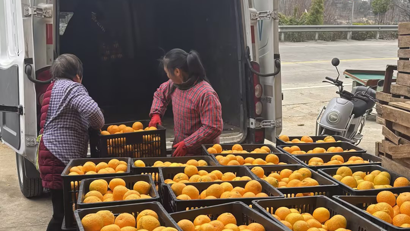 愛普優(yōu)選暖心助農(nóng) 解建甌甜桔柚滯銷難題