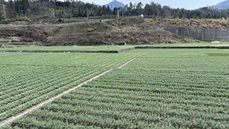 從田間到碗里，一株中藥的&ldquo;透明人生&rdquo;